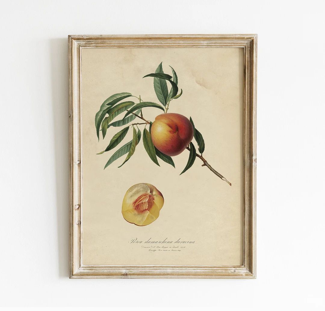 Peach Vintage Print Peach Illustration Fruits Wall Art - Etsy | Etsy (US)