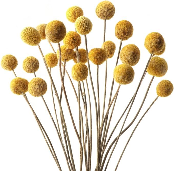 20 PCS Billy Balls Flowers Dried Golden Ball Flower Bouquet Dried Craspedia Globosa Decor for DIY... | Amazon (US)
