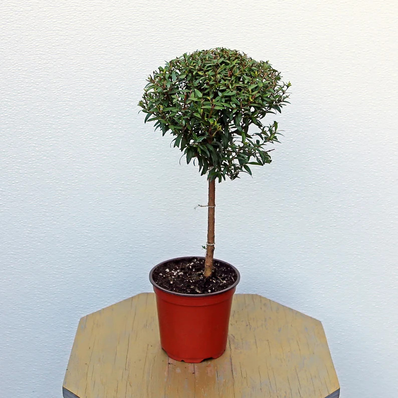 LIVE 4 inch pot Myrtle Topiary, Myrtus Bonsai Tree, Plant lover gift, Housewarming gift, Christma... | Etsy (US)
