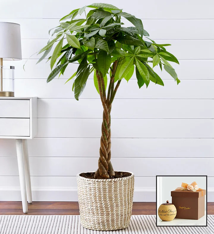 Money Tree Floor Plant | 1800flowers.com