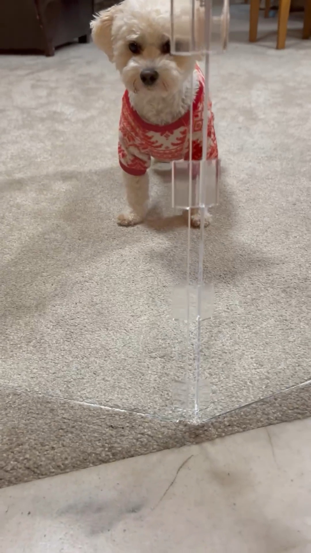 🐶 Miss Olive is a very good girl, but there are times I need to contain her or keep her in one area. I used to have a tension baby gate from when my girls were young and it was just not attractive. Also falling apart… But enter this genius idea. It’s clear acrylic freestanding gate it folds super easily into three panels and tucks easily into a closet!