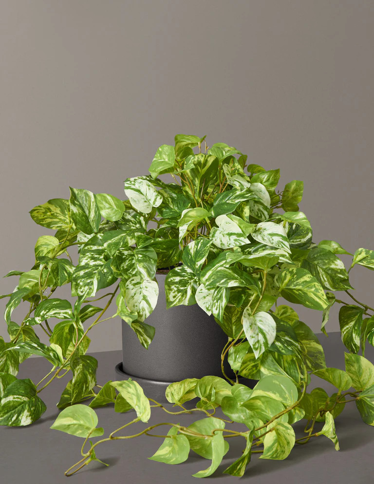 Faux Pothos Plant | The Sill