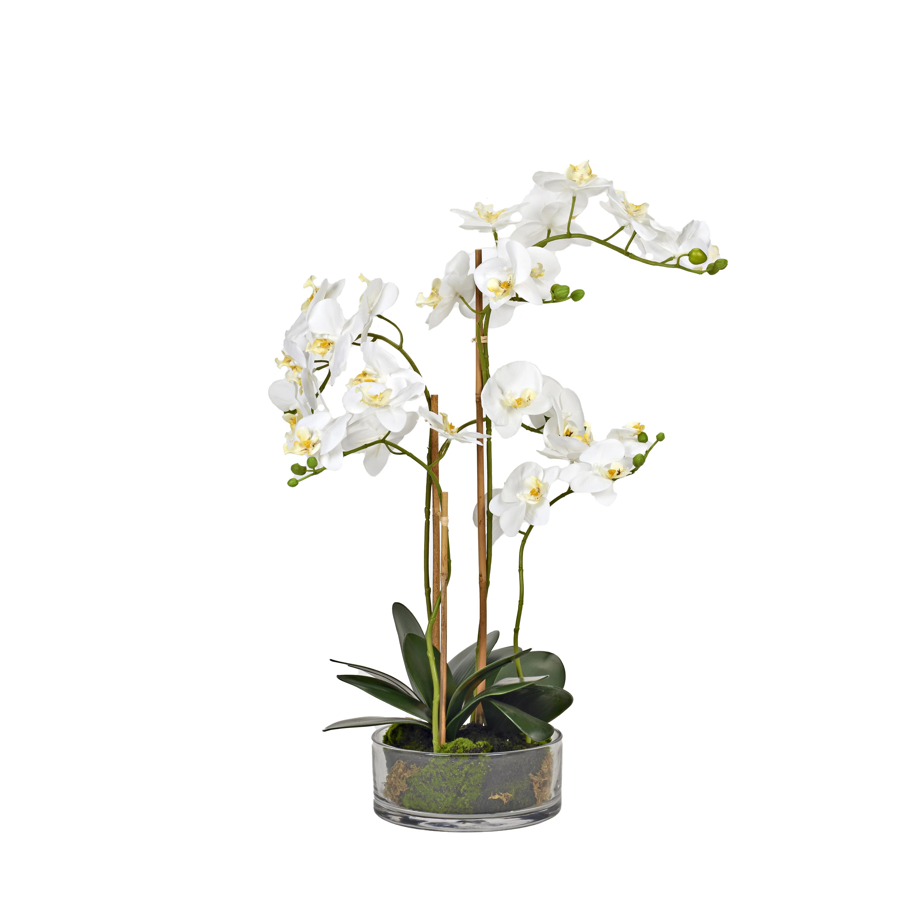 White Orchids in Low Glass Bowl | Perigold