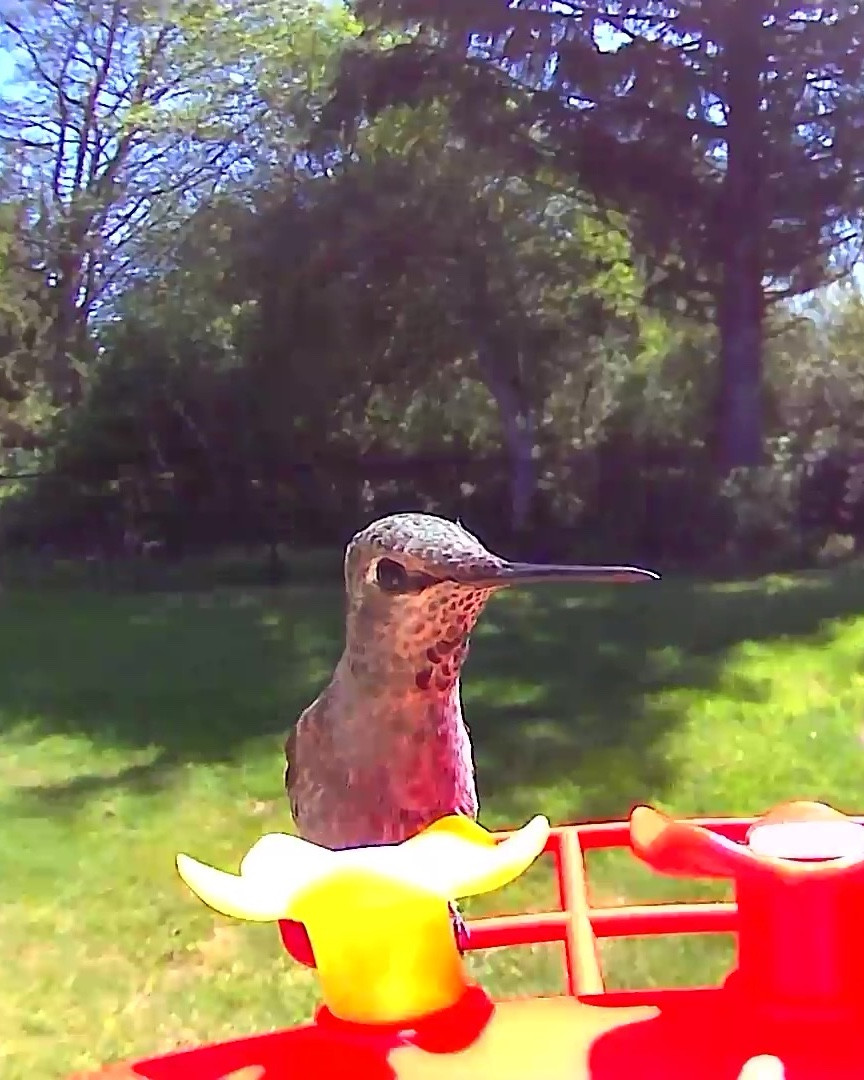 Love when the hummingbirds visit and I can watch them #hummingbird #birdfeeder #birds #birdwatching

#LTKU #LTKHome #LTKGiftGuide