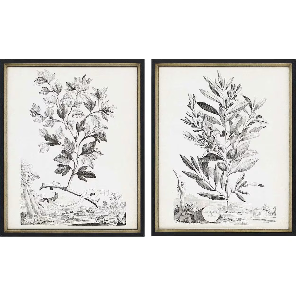 Flora II (Set of 2) | Magnolia