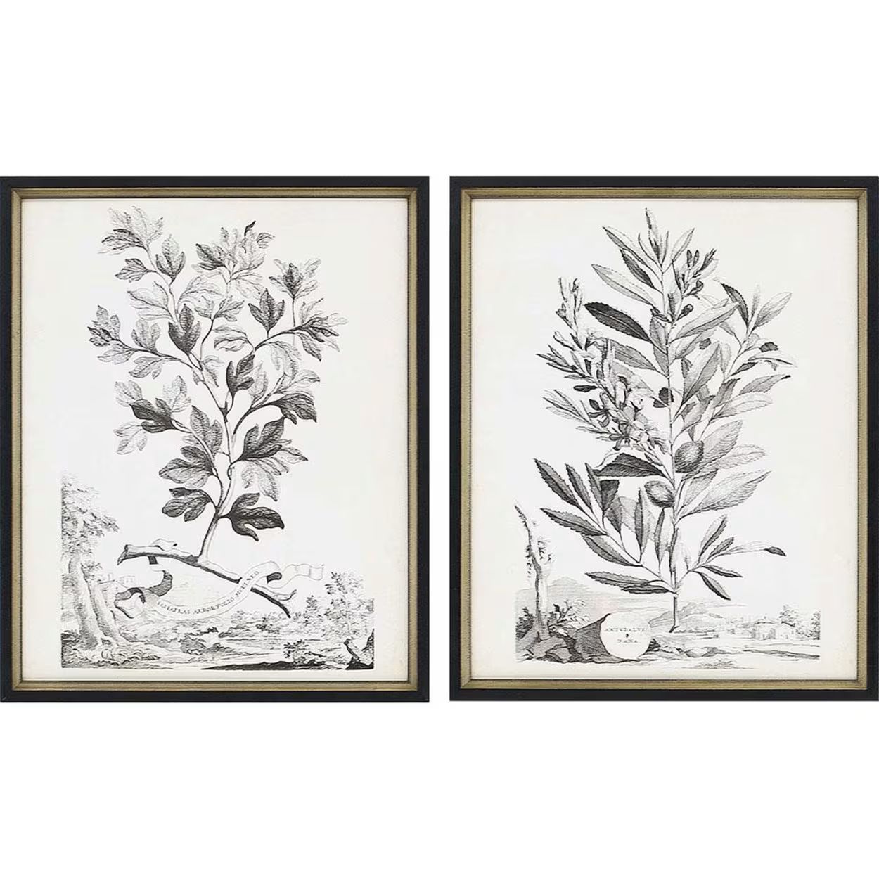 Flora II (Set of 2) | Magnolia