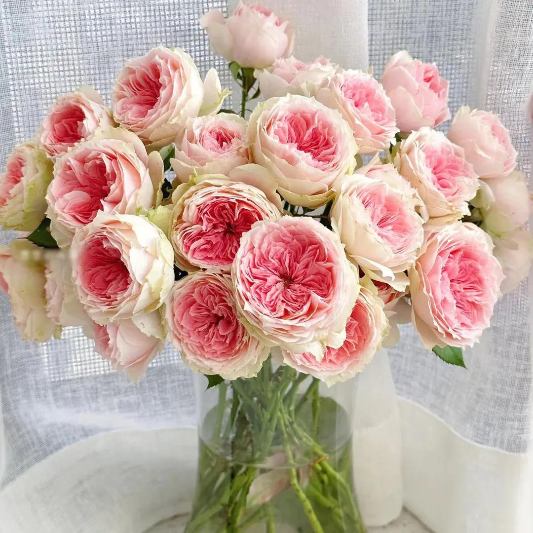 Pompon Veranda – Creamy Pink German Florist Rose (own Root) - Etsy | Etsy (US)