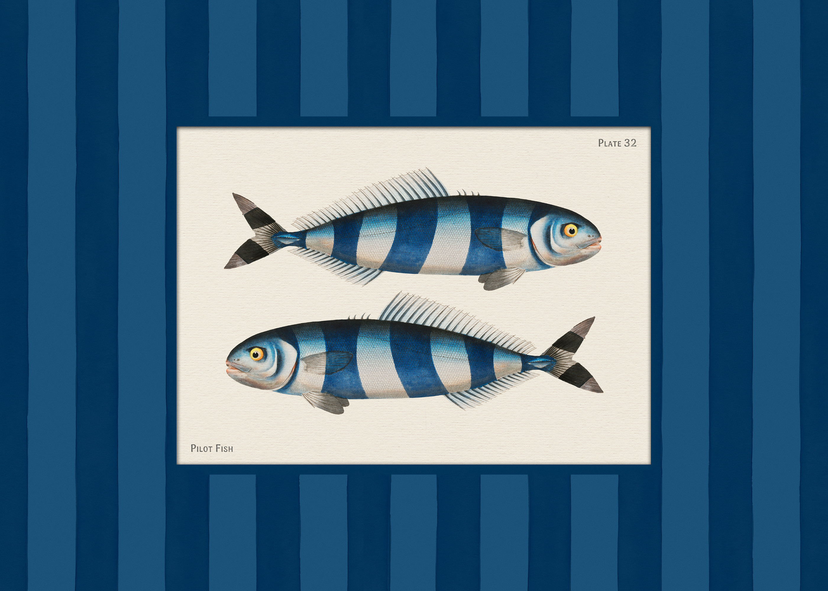 Vintage Pilot Fish Print | Desenio
