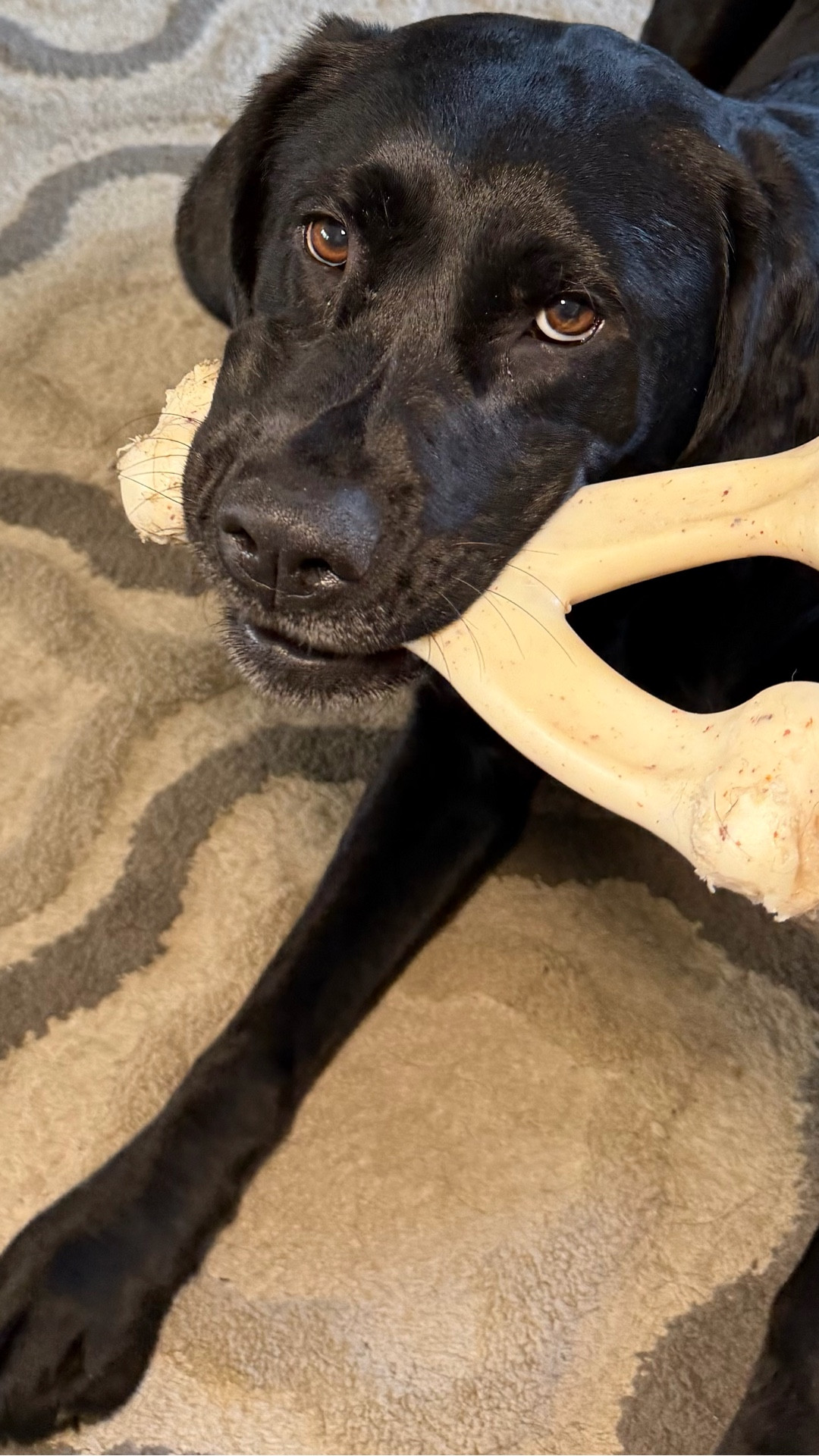 Stella is officially obsessed with this chew and poor Sansa is still waiting for her turn 😂🐾 Such a good pet find for dog moms looking for something new for their pups.

#LTKdayinmylife #LTKstorytime #LTKvlog