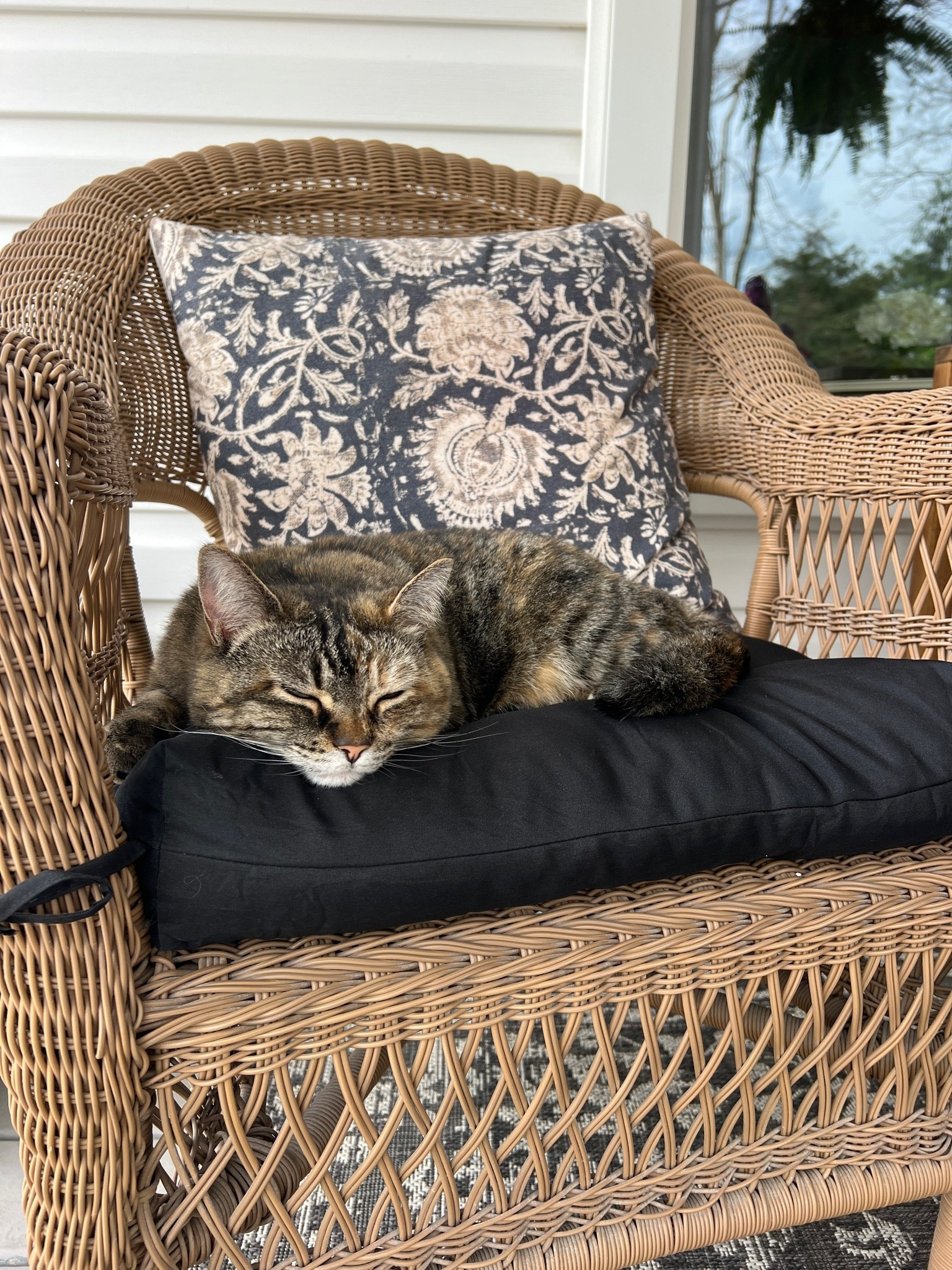 Kitty is enjoying her new porch cushions! 

Front porch refresh with new porch rug and wicker chair cushions 

Linked all of our other porch favorites as well!

#LTKMothersDay #LTKHome #LTKSaleAlert

Comment SHOP below to receive a DM with the link to this post on my LTK ⬇ https://liketk.it/6cCkT
