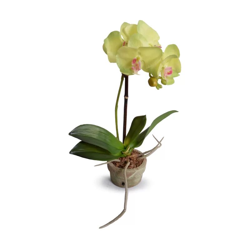 Faux Orchids Floral Arrangement in Pot | Wayfair North America