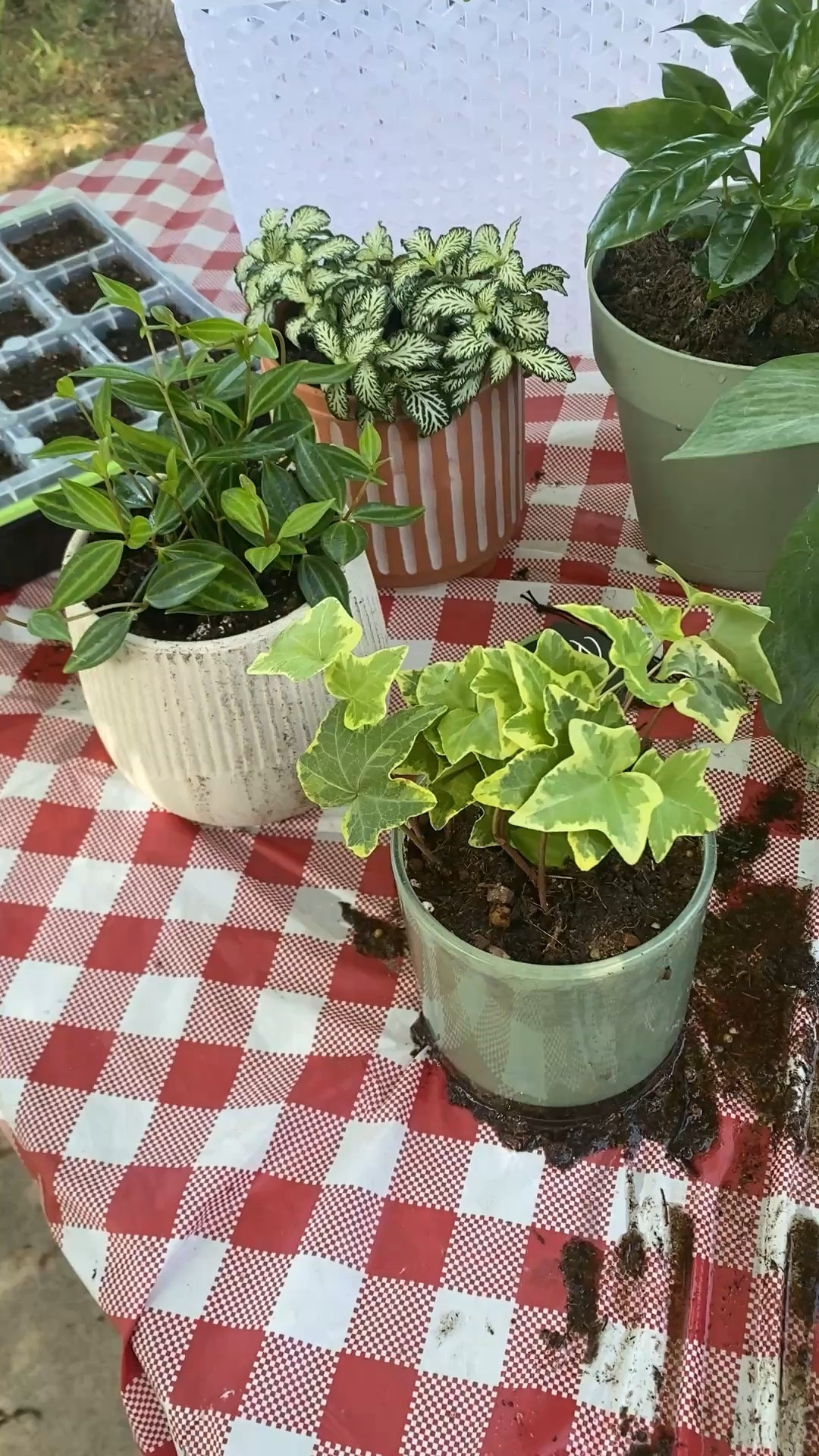 Favorite repotting indoor plant supplies, garden gloves and plant Also my beautiful boho hammock in video. All make great Mother’s Day gifts too. Perfect for anyone with a green thumb or wants to add houseplants to their home. Whats your favorite houseplant?? 

#LTKMothersDay #LTKHome #LTKdayinmylife