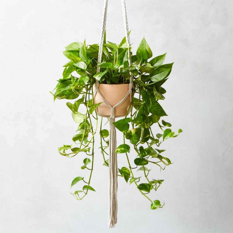Macramé Plant Holder + Reviews | CB2 | CB2