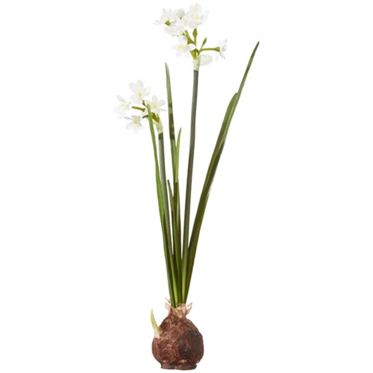 Paperwhite Bulb | Wayfair Professional