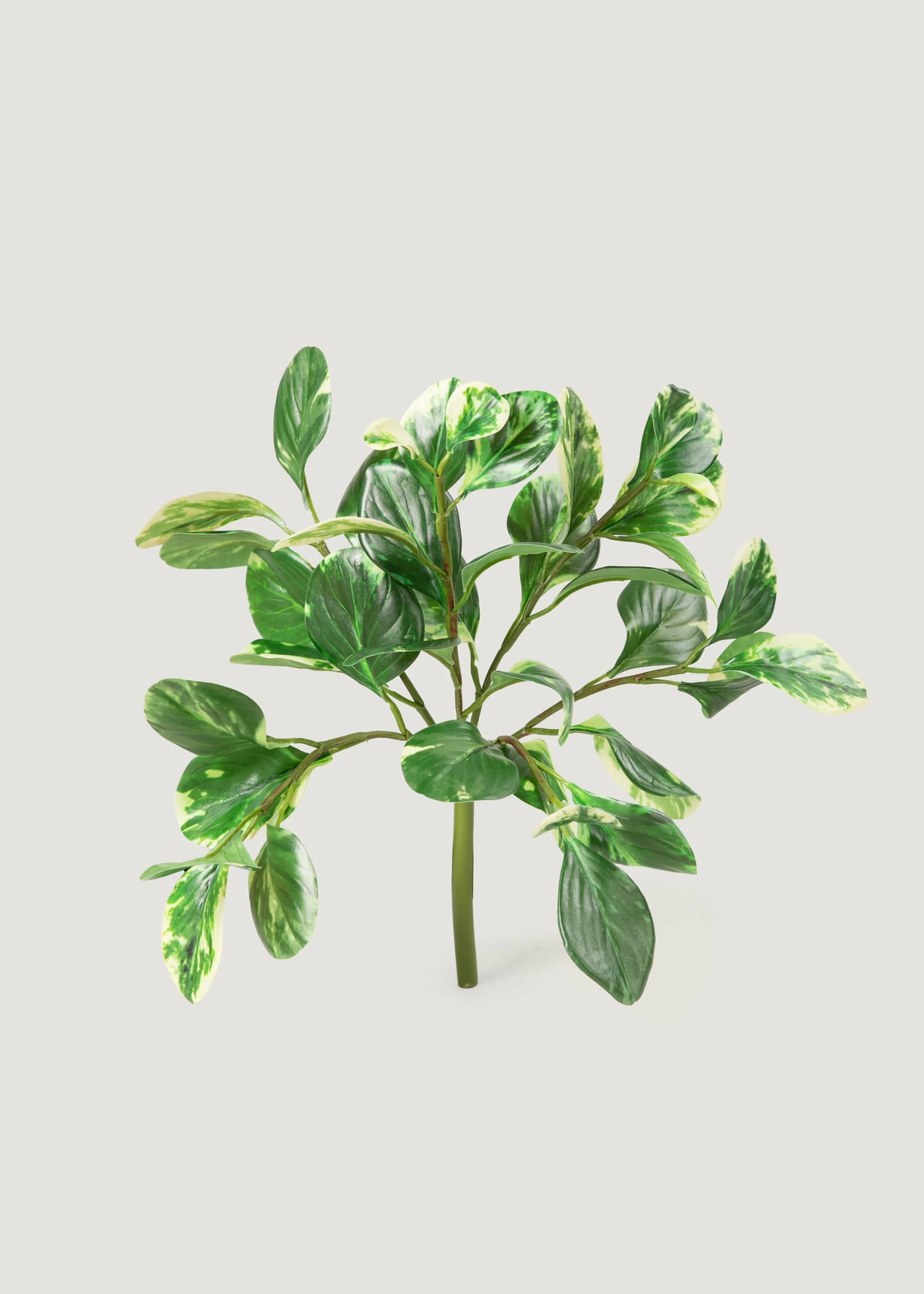 Small Peperomia Bush | Realistic Artificial Plants | Afloral | Afloral
