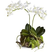 Napa 11.5" MINI DENDROBIUM RUSTIC DROPIN, 5x8x13.75 Inches | Amazon (US)