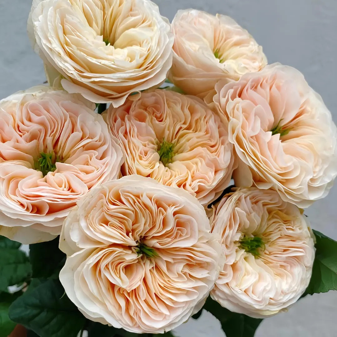 Stanley abbey. Cut rose. Live plant. 斯坦利修道院 | Etsy (US)