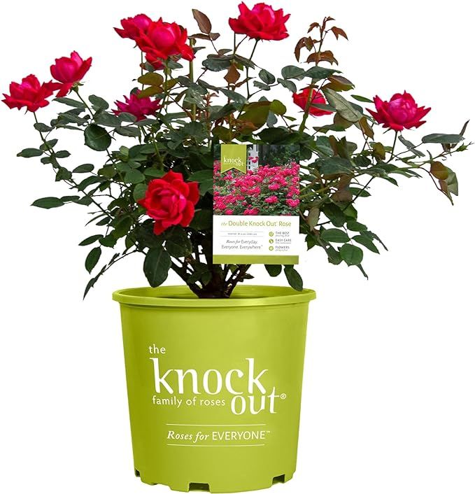 Knockout Double Rose, 2 Gal, Red Blooms | Amazon (US)