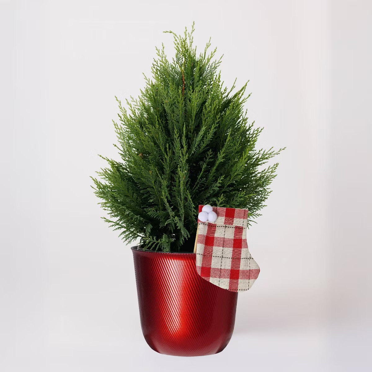 6.5" Leyland Cypress | Target