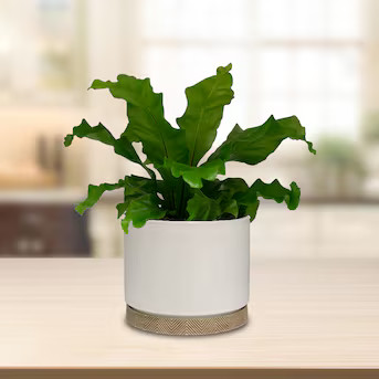 allen + roth Round 10.0-in W x 8.27-in H x 10.00-in D White Ceramic Indoor Planter | Lowe's