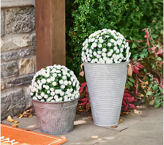 Wicker Park Set of 2 12" Harvest Faux Mum Spheres | QVC