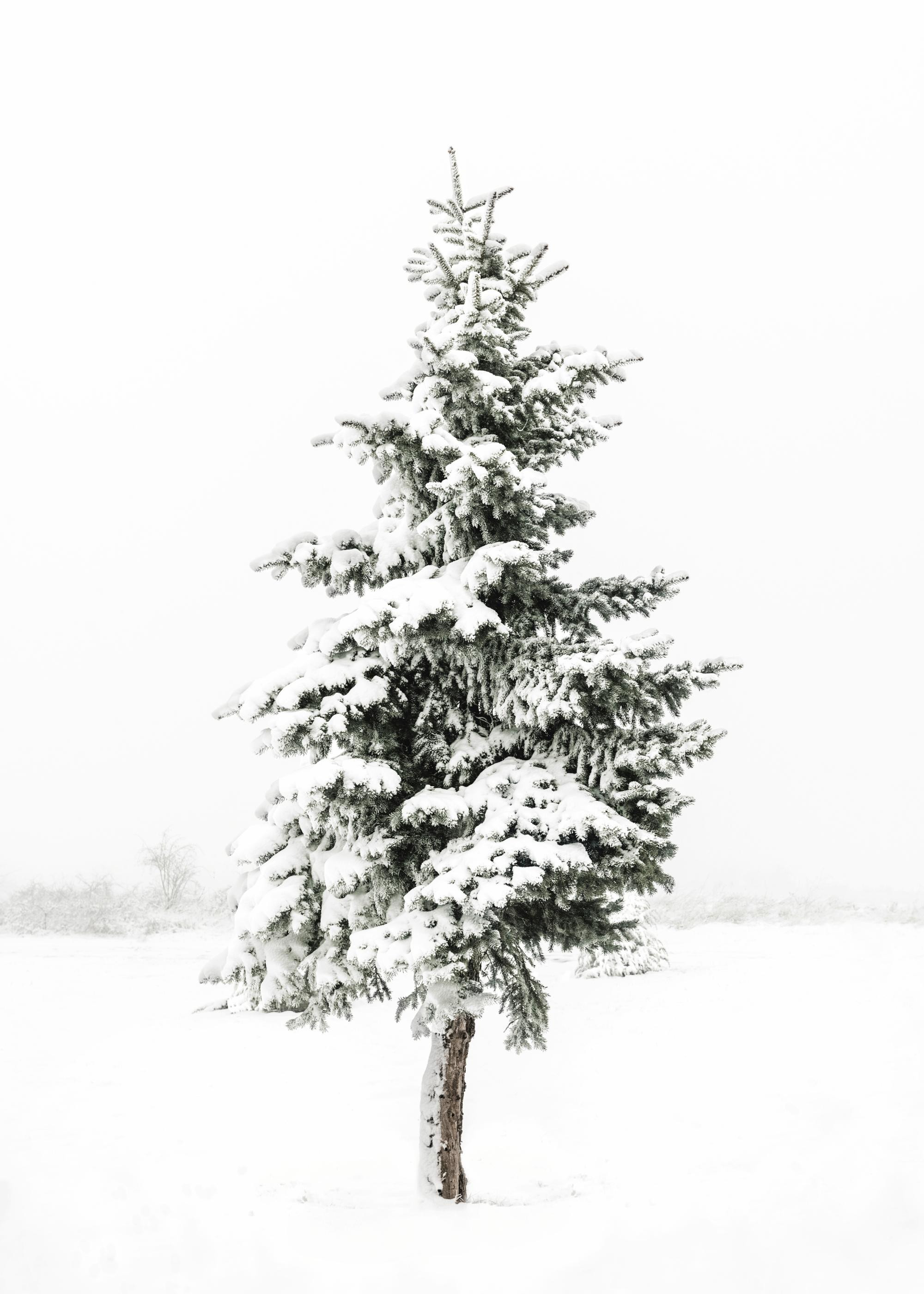 Snowy Spruce Print | Desenio