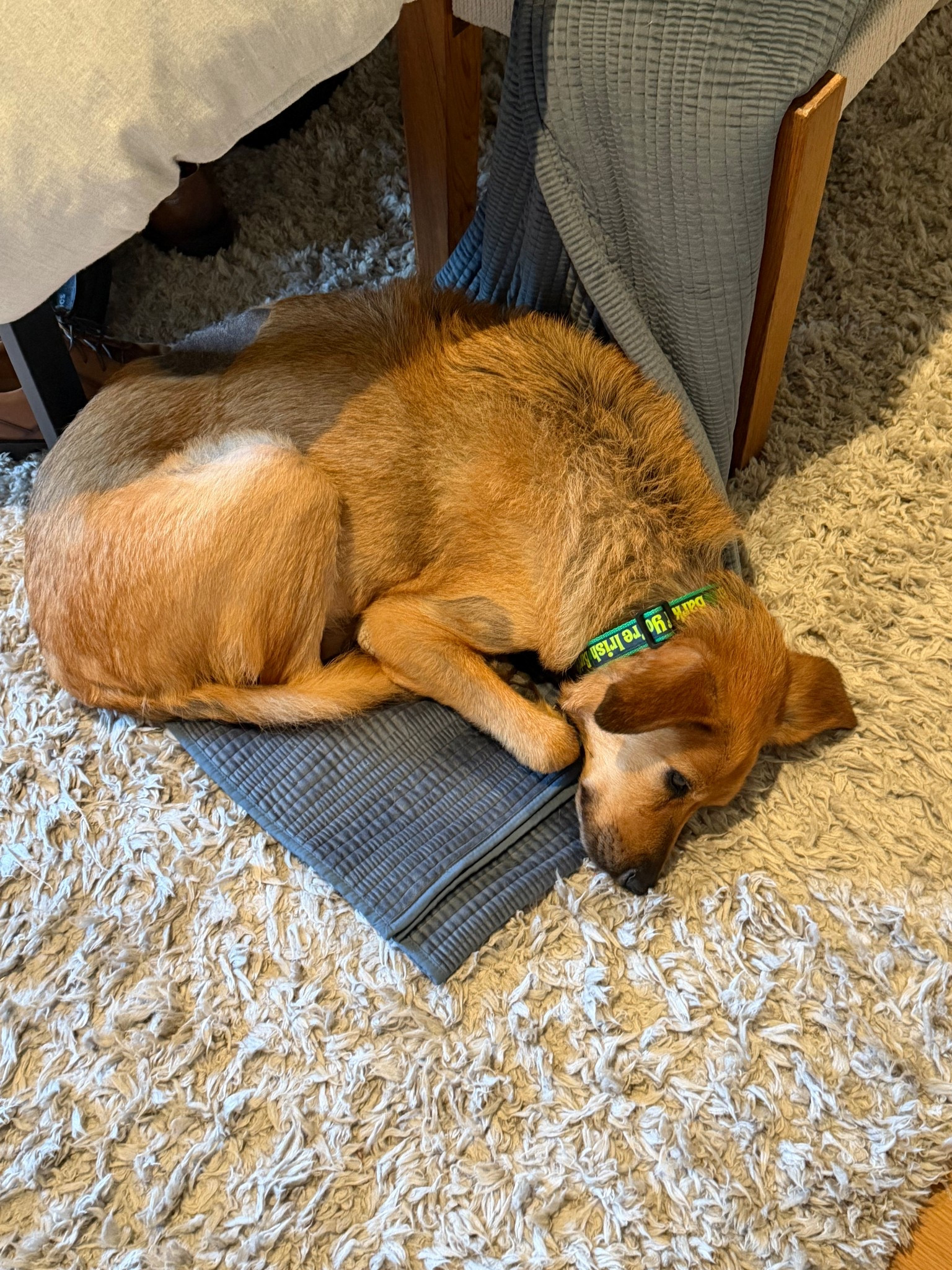 Trying to make my bed but Cocoa said Nope… this quilt is such a cozy addition to my bed. I love the pop of color too! 

#LTKHome #LTKOver40 #LTKvlog