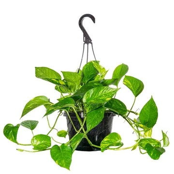 8 Inch Golden Pathos In Hanging Basket - Trailing Vines - Low Maintenance | Walmart (US)