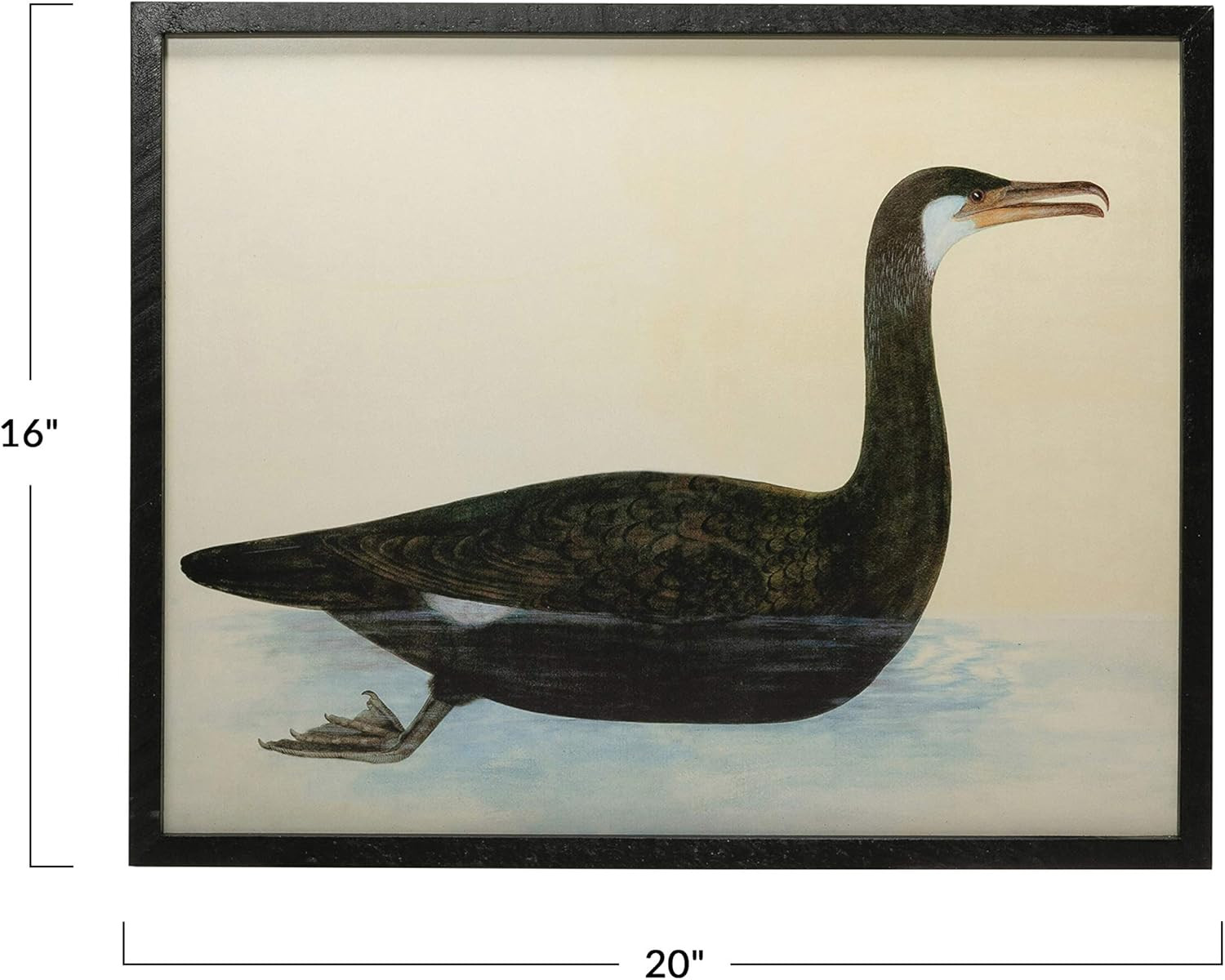Creative Co-Op Wood & MDF Framed Vintage Reproduction Bird Image, Black Wall Décor | Amazon (US)