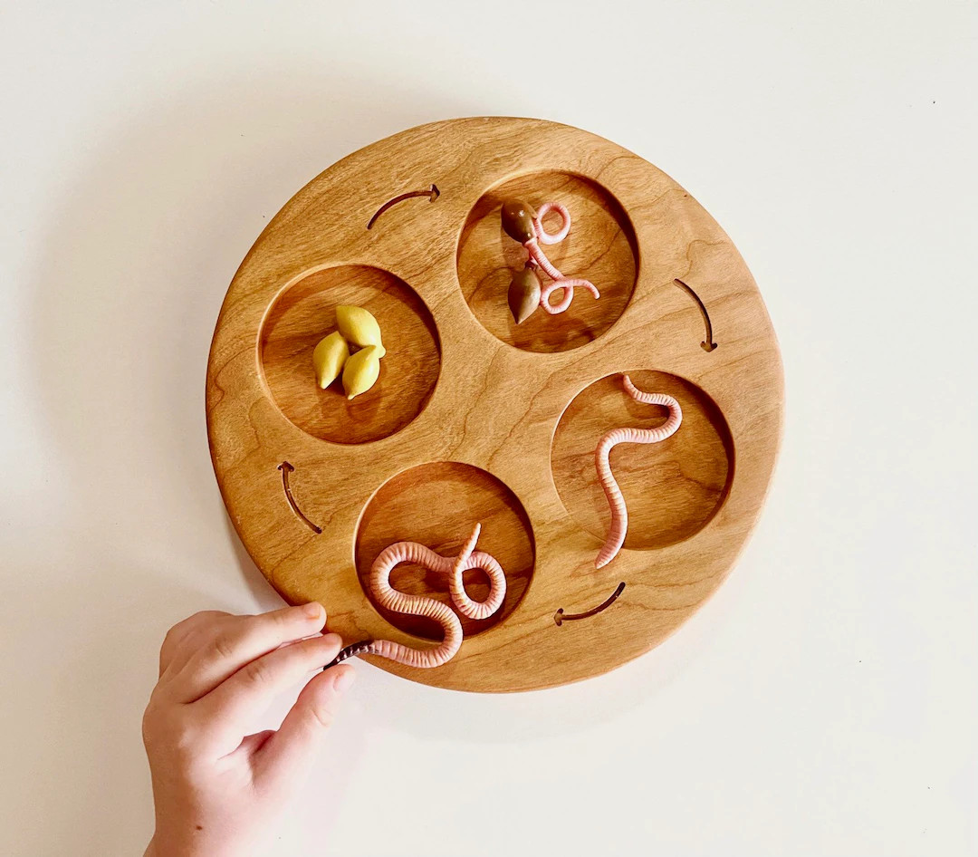 LIFE CYCLE tray cherry wood 4 or 5 part educational homeschool lesson activity Montessori learnin... | Etsy (US)