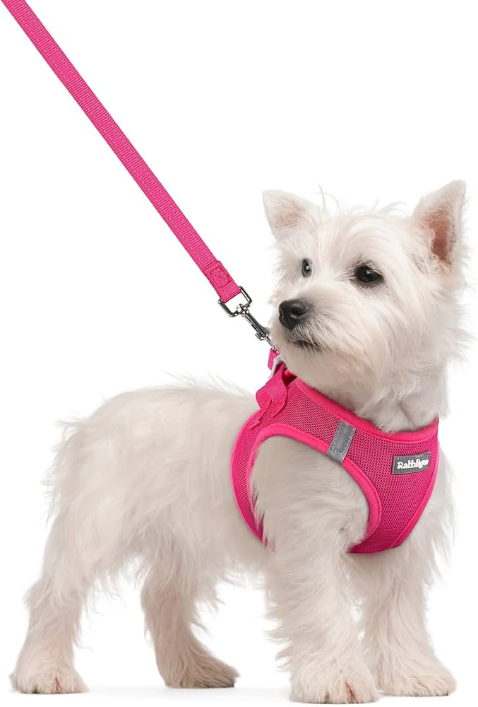 rabbitgoo Dog Harness Small Sized and Leash Set, Step in Soft Light Puppy Vest, Breathable Mesh P... | Amazon (US)