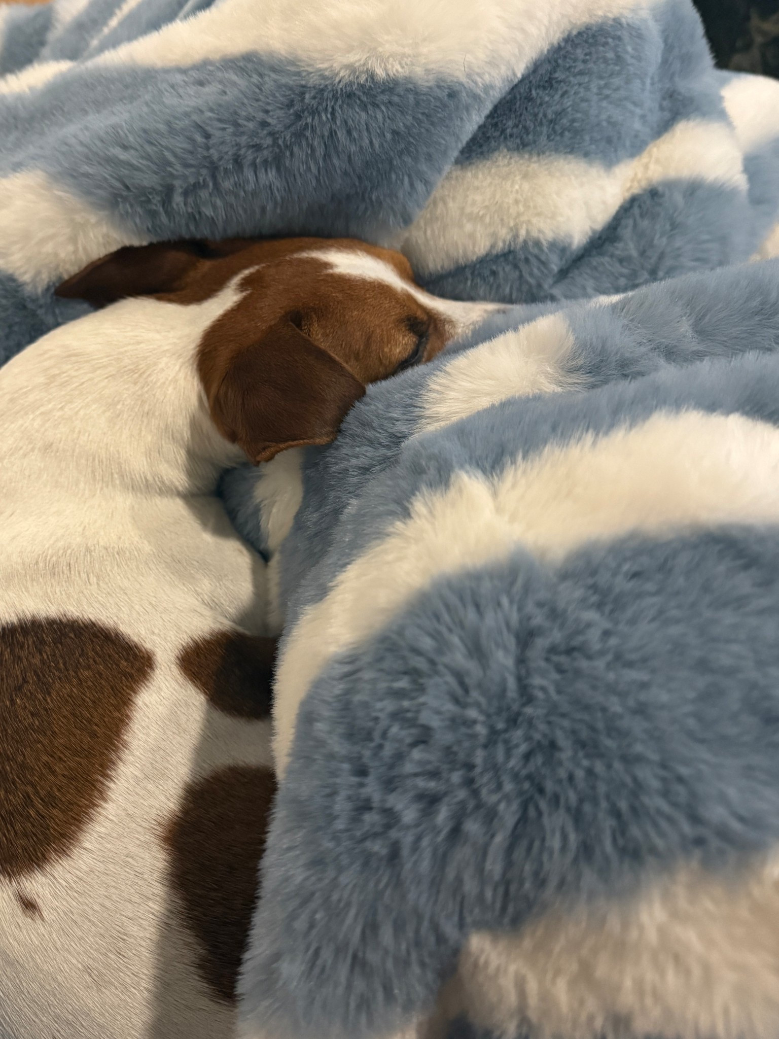 Anthropologie throw on super sale!

#LTKHome