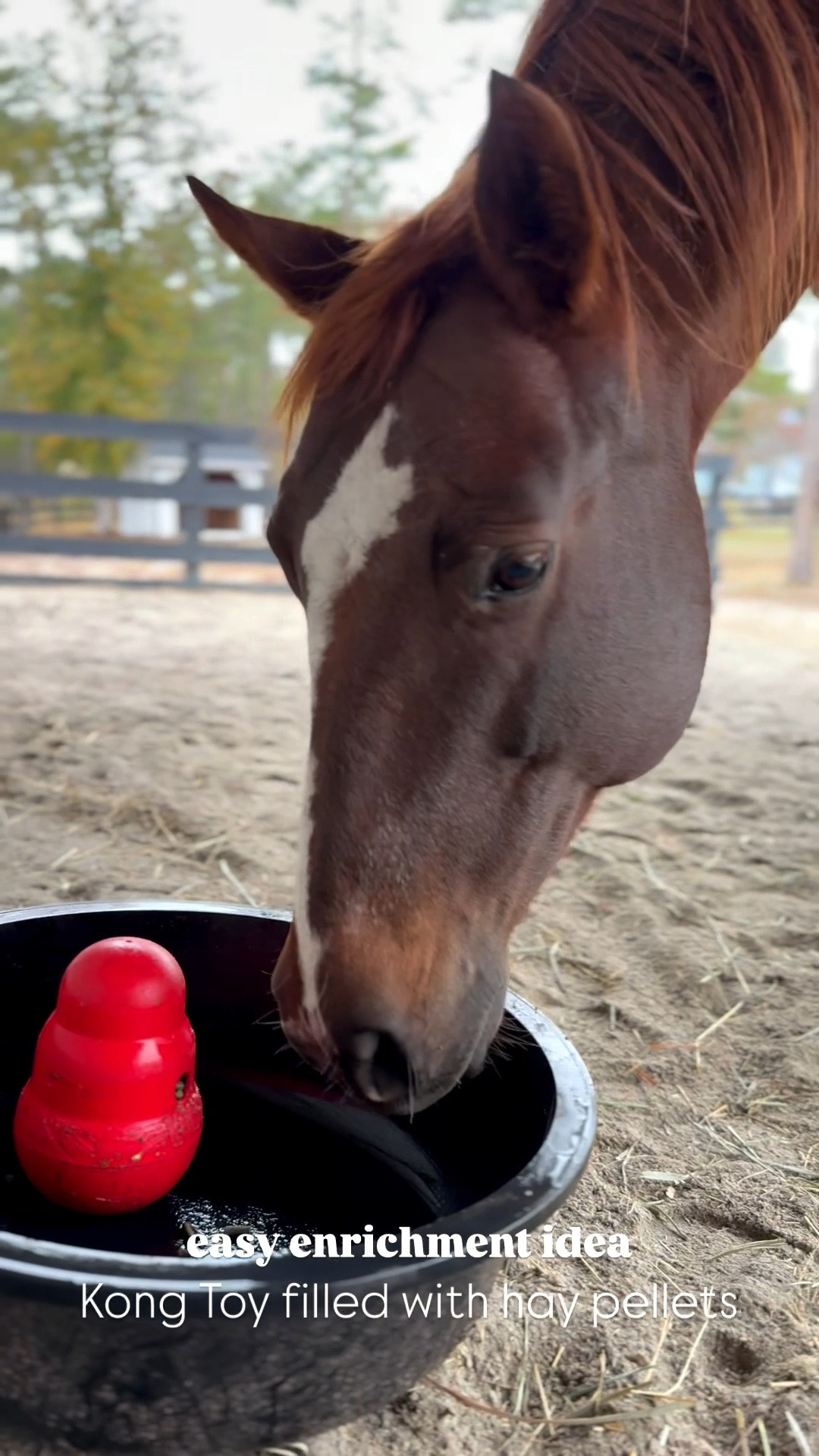 Easy Enrichment Activity for Horses | Gift Idea for Horses 🎁

Kong Toy filled with Timothy Hay Pellets from Standlee 🐴