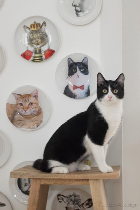 I love getting custom portraits of my cats to hang on my kitchen wall 

#LTKhome