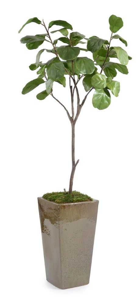 Mossy Fiddle Leaf 5 | Greene & Co Interiors