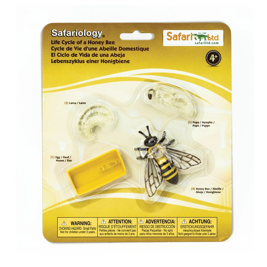 Life Cycle of a Honey Bee | Safari LTD