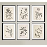Vintage Botanical Engraving Prints, Earth Tone Decor, Plant Sets Wall Set Of 6, Gift, Home Office Decor | Etsy (US)