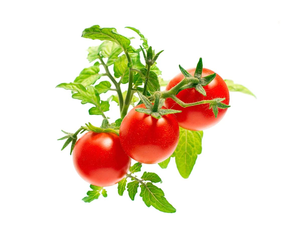 Mini Tomato Plant Pods | Click & Grow