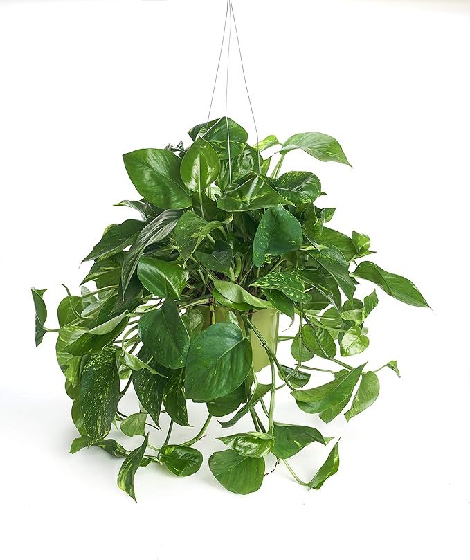 Shop Succulents | Pothos Succulent Hand Selected for Health, Size | 6" Grow Pot, Hanging House Pl... | Amazon (US)
