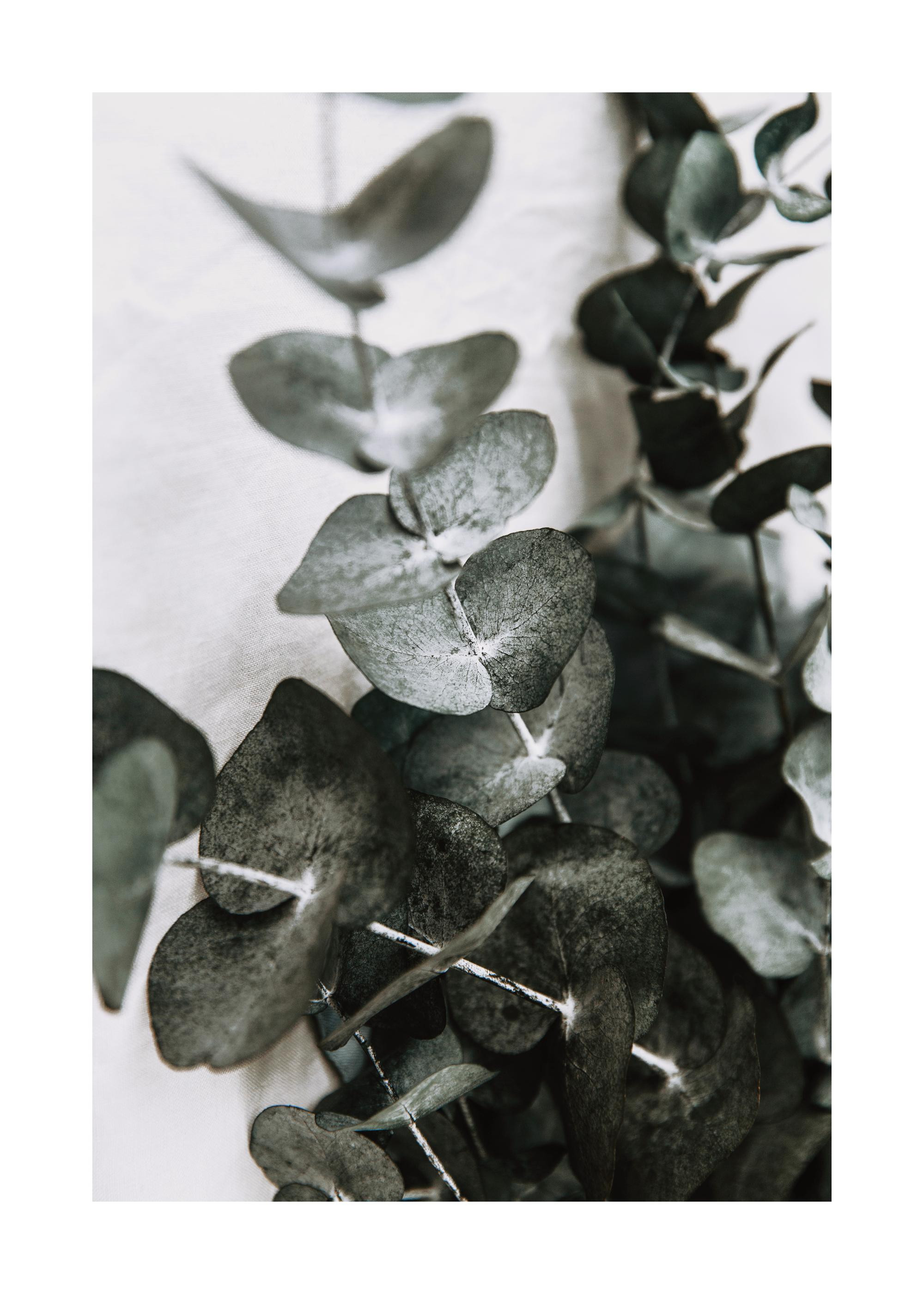 Eucalyptus Bouquet No1 Print | Desenio