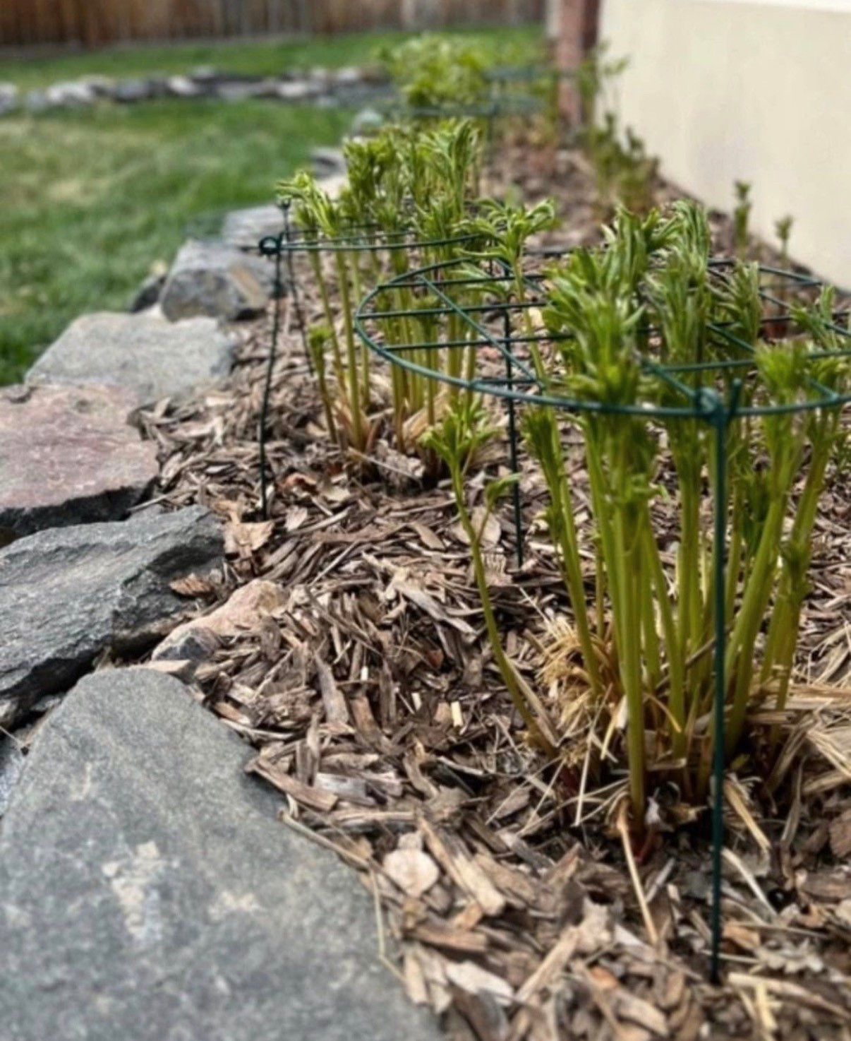 When peonies start to fill out, they can get a little floppy 🌸 Adding support like this helps keep everything upright and looking neat in the garden!

#LTKHome #LTKSaleAlert #LTKSeasonal