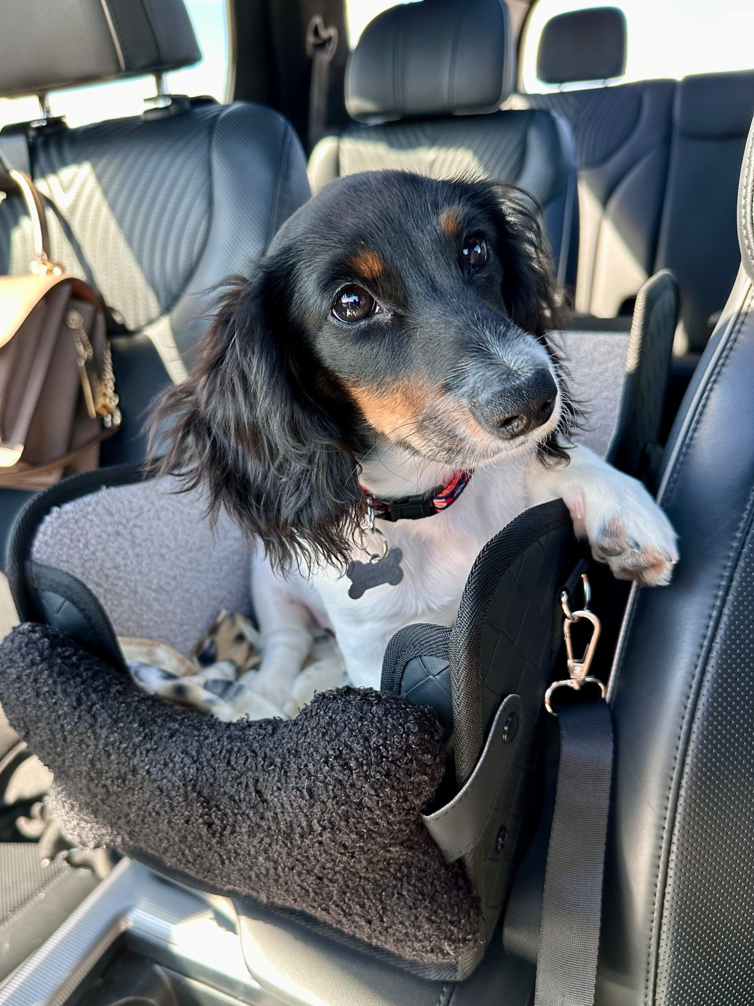 Perfect center console seat for your fur baby! 

#petfinds #puppyfinds #amazonfinds #dogfinds 

#LTKPets