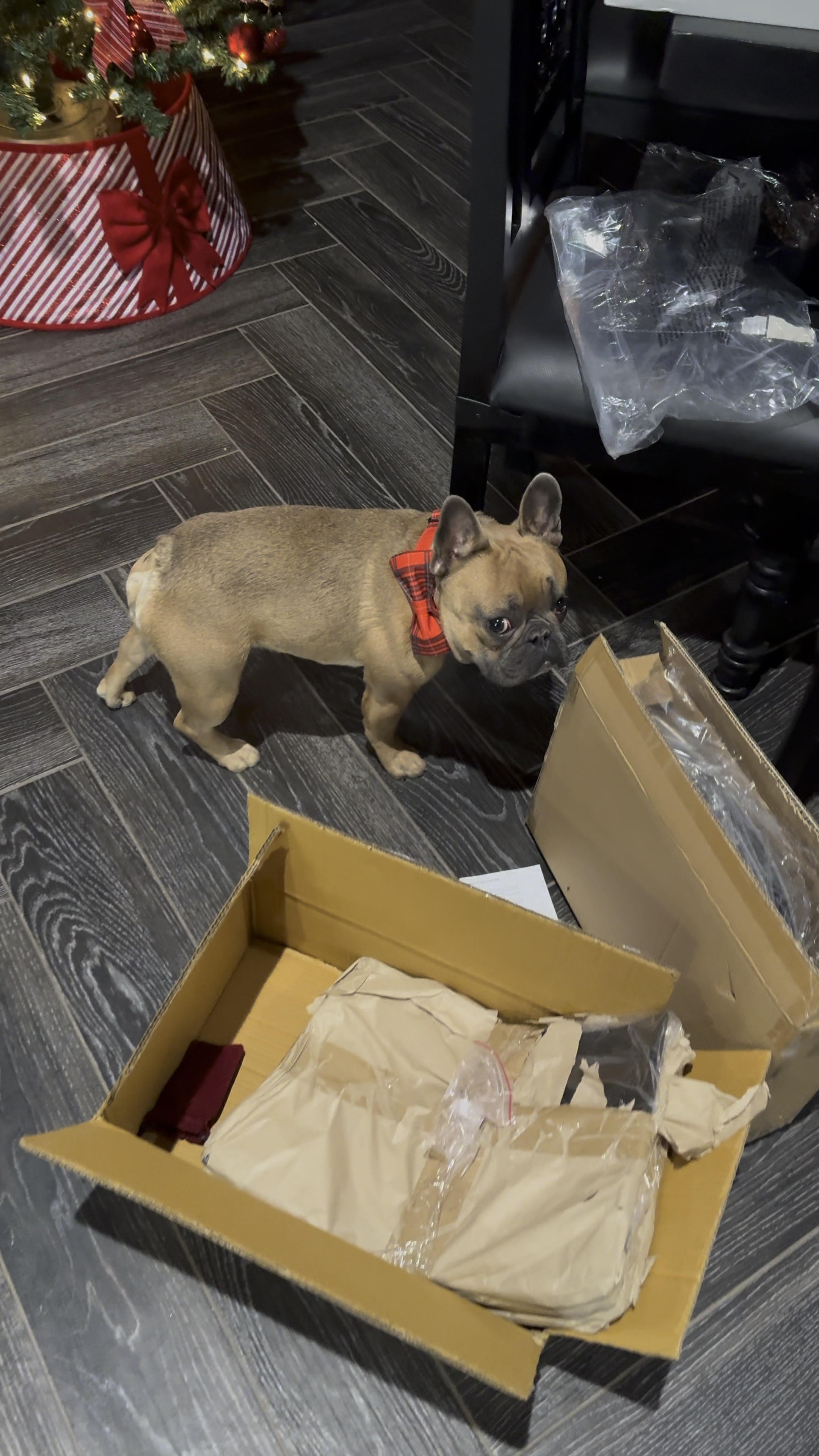 I was setting up the tree collars on my trees, but got distracted & put Arthur & Potato’s bow collars on. Arthur loves it & Potato hates it. I’m Literally obsessed!! Best & most durable collars ever for super cheap & every season. I bought a bunch for their stockings & this holiday season which I added to product list. ♥️

#LTKSeasonal #LTKGiftGuide #LTKHoliday