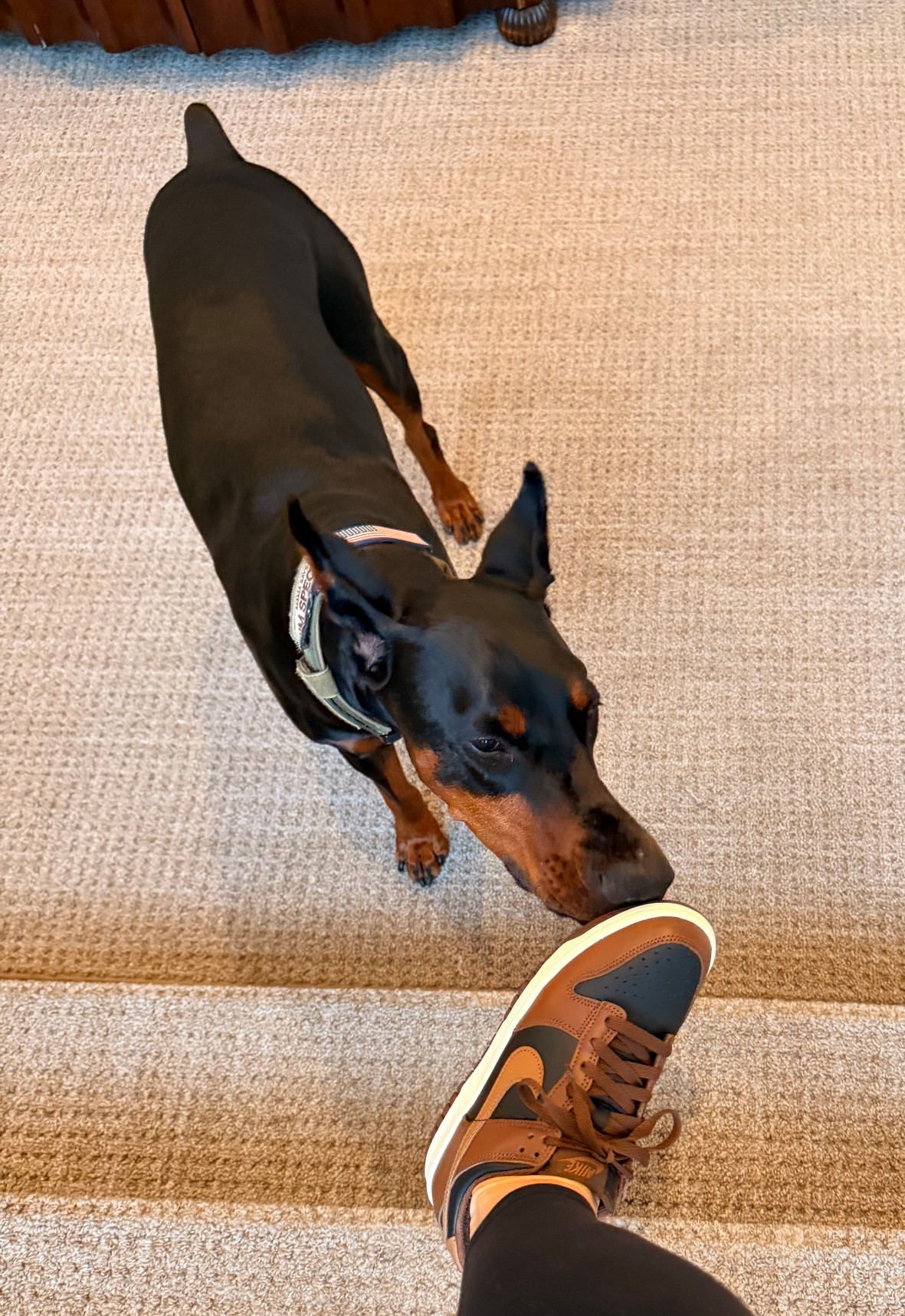 Dobie Dunks 

#LTKShoeCrush #LTKSeasonal