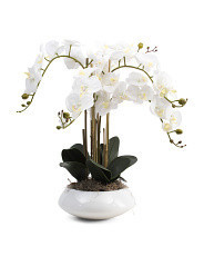 31in Orchid In Round Pot | Marshalls