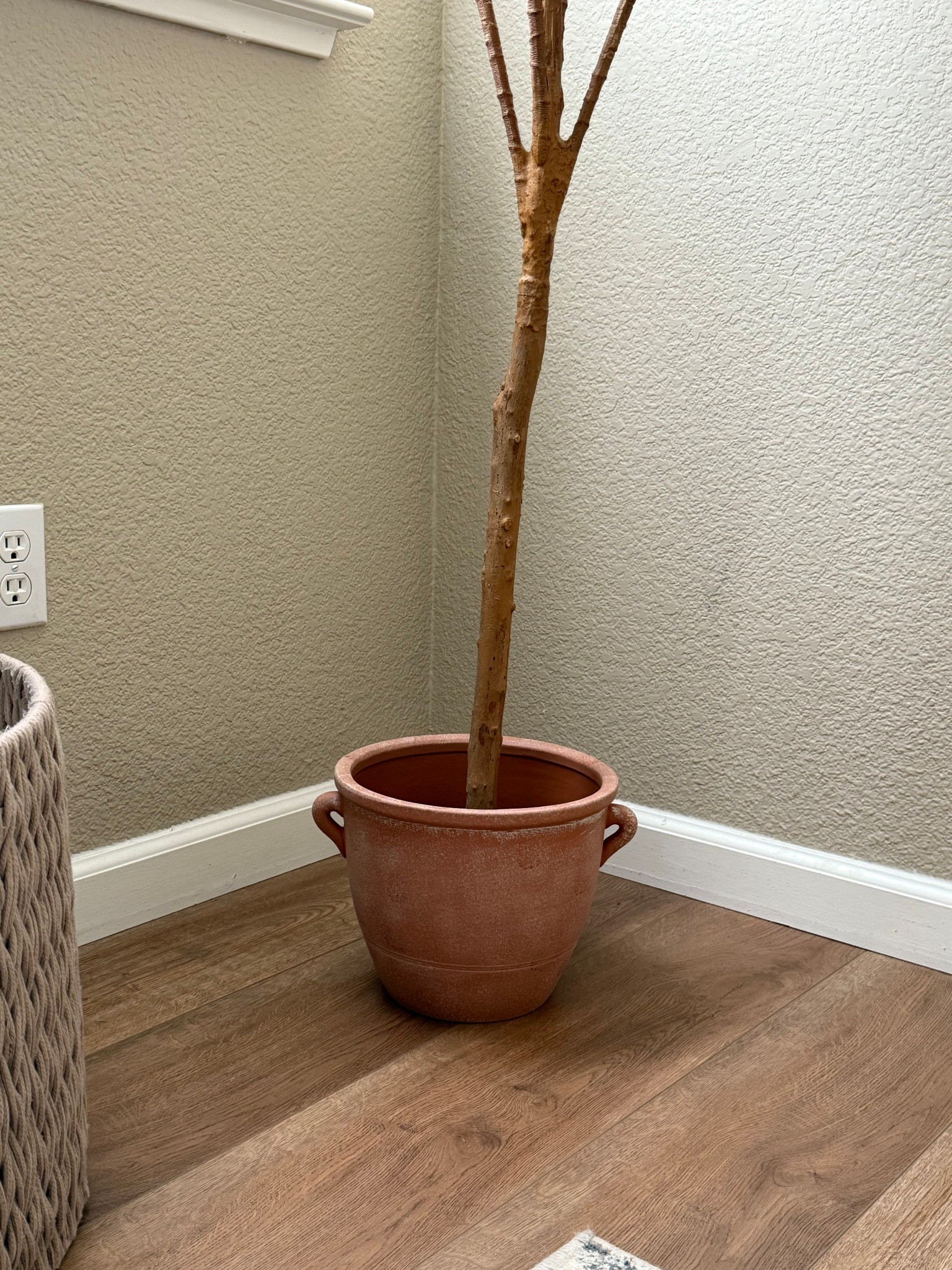 Grabbed this cute pot for my 7 foot olive tree and I love! 😍 only $20!