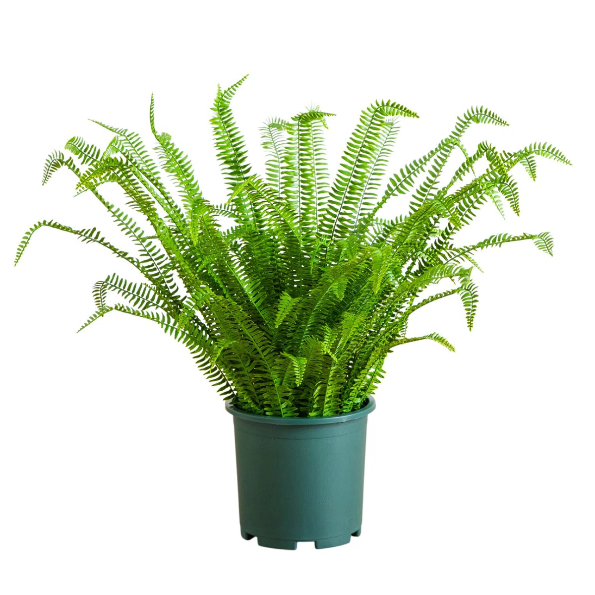 UV Resistant Artificial Boston Fern Plant With Real Touch Leaves (Indoor/Outdoor) | Wayfair North America
