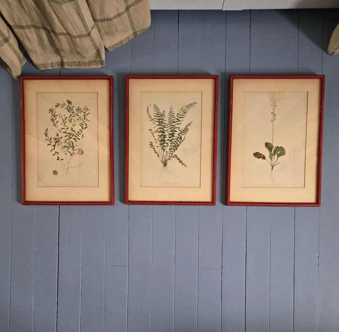 3 Vintage Botanicals in Vintage Red Frames - Etsy | Etsy (US)