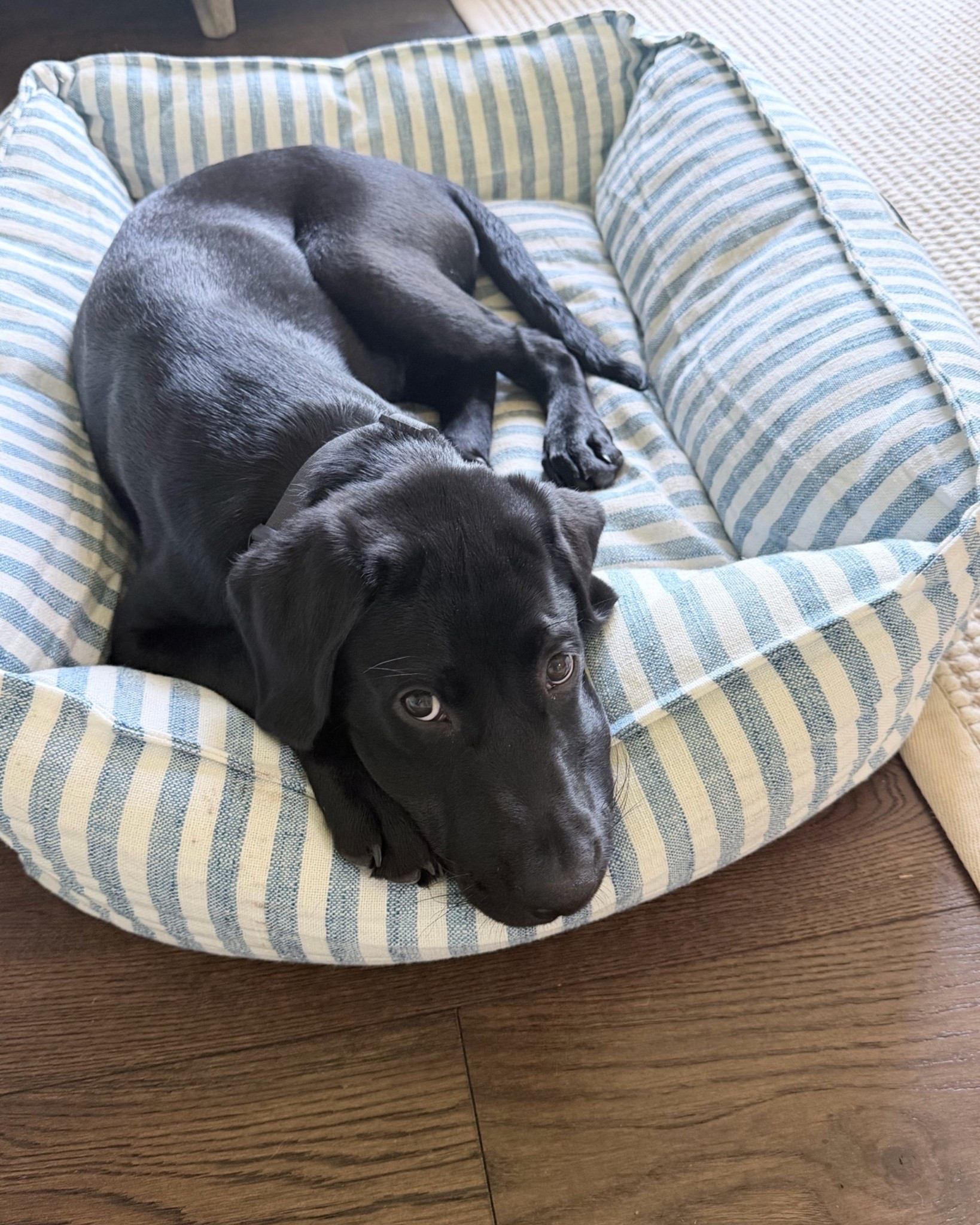 Cutest $19 dog bed! #dog #dogbed