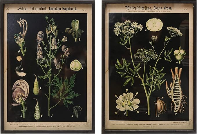 Creative Co-Op Wood Framed Botanical Wall Decor Portrait, Multicolor, Set of 2 | Amazon (US)